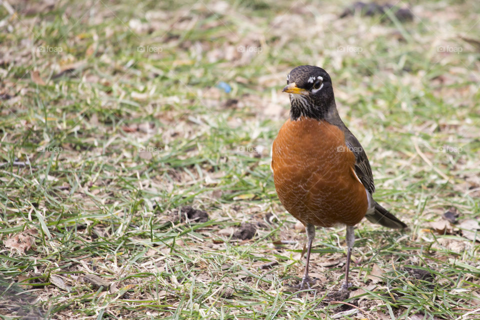 American robbin - bird in Central Park 
