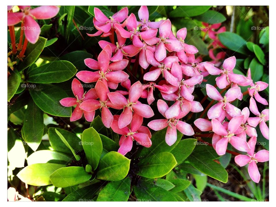 Flower -#pink santan