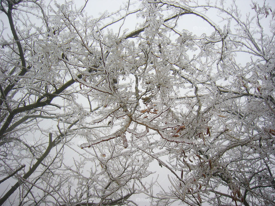 The Frozen Tree