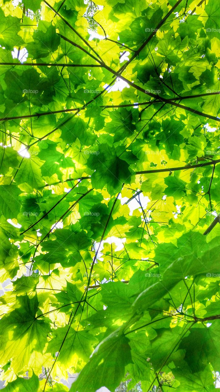 maple leaf. forest walk