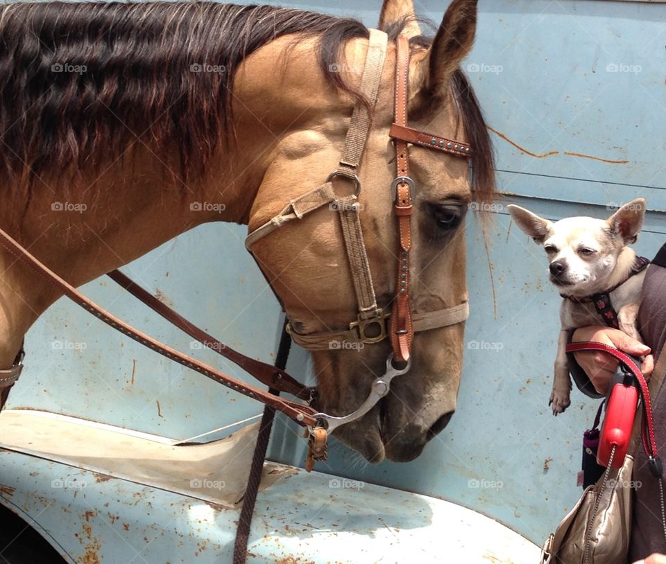 Horse and Chihuahua. Horse and Chihuahua, Festival, Filmore Street Sanfrancisco