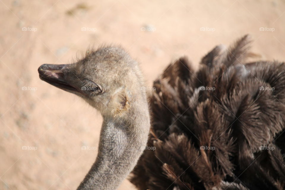 Emu 
