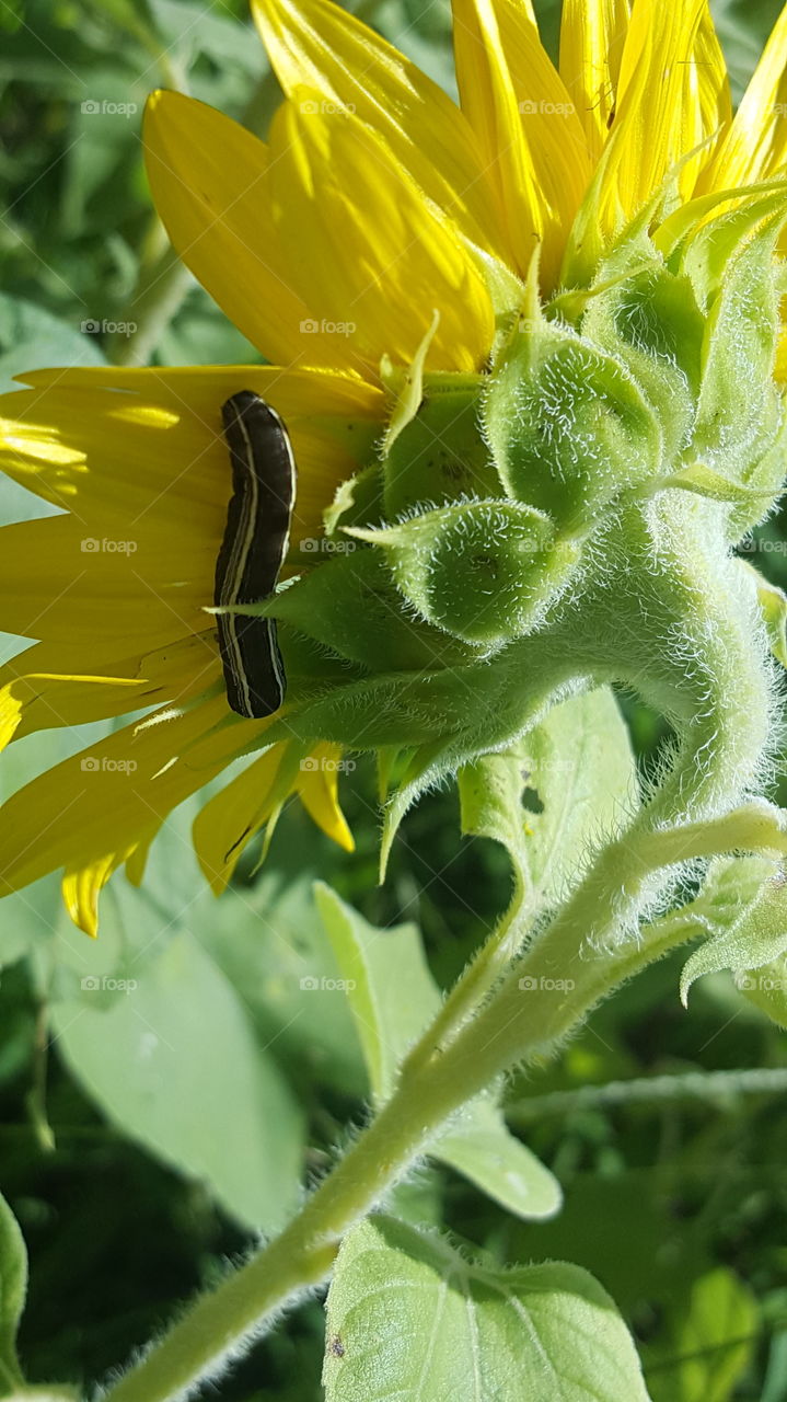 Nature, Flora, Insect, Flower, Summer