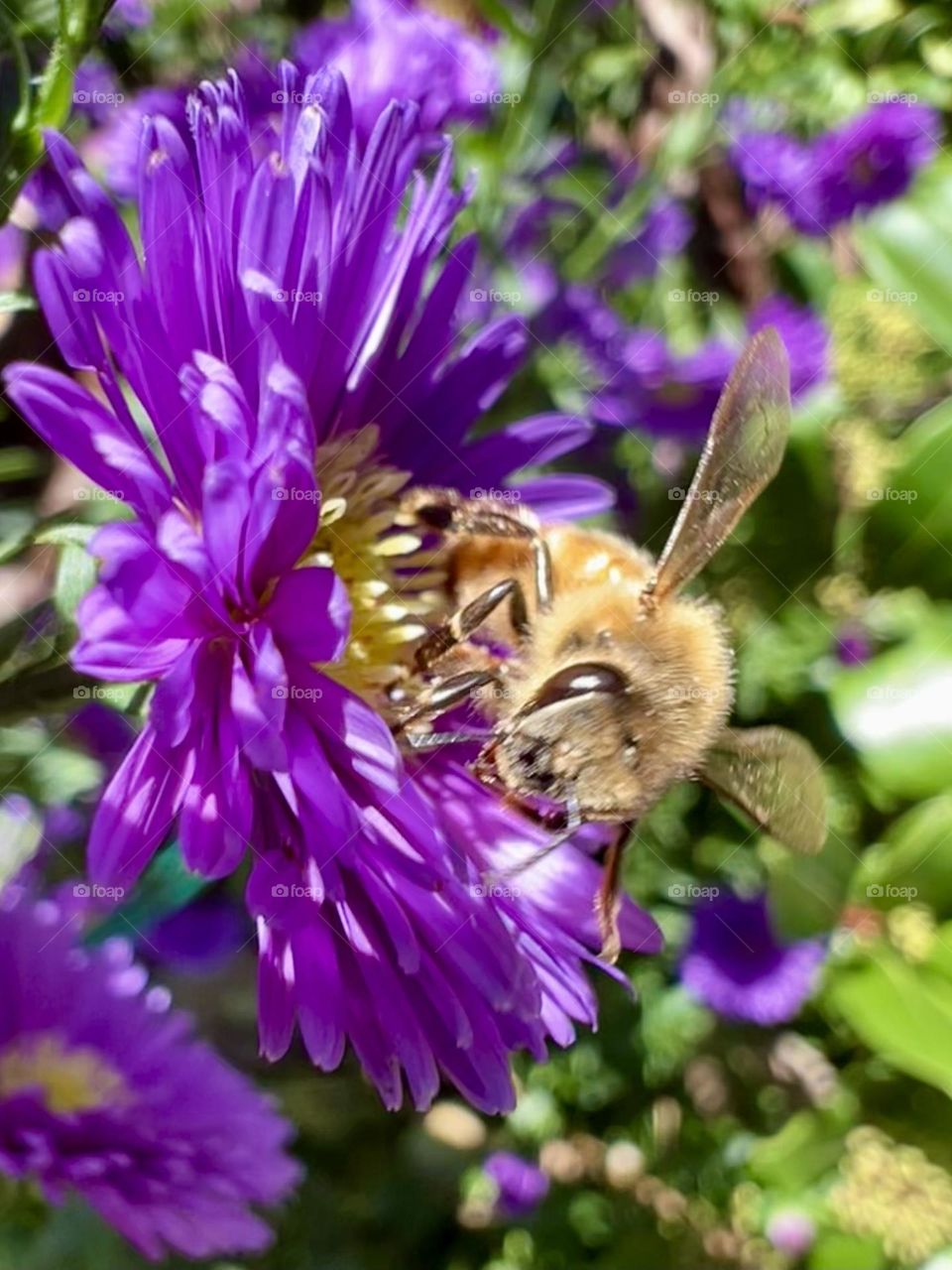 Bee