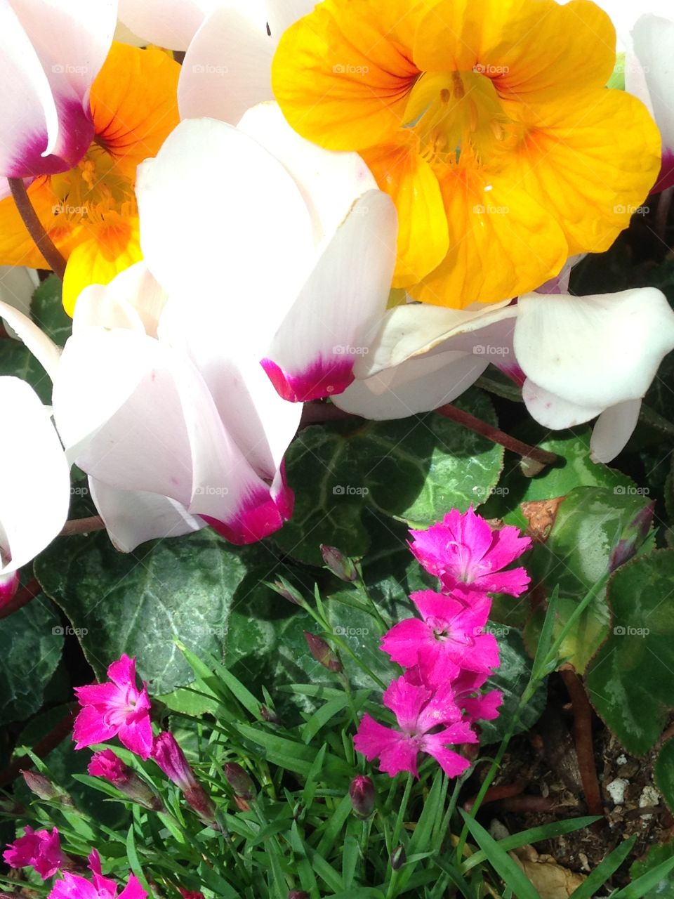 Cyclamen bouquet bright flowers 