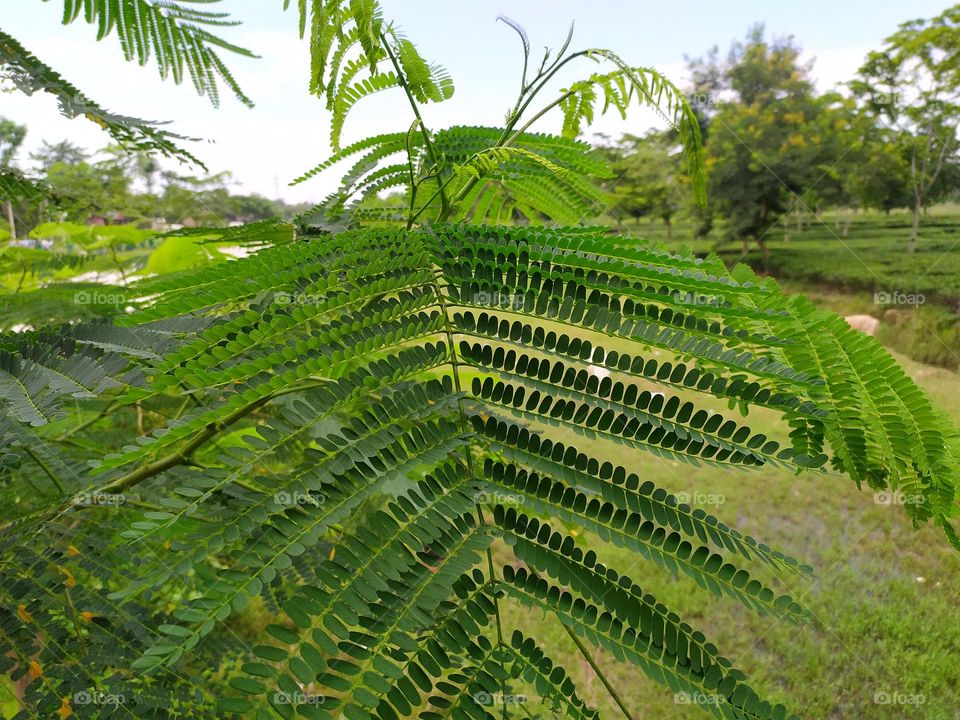 green leaf which is eye catching