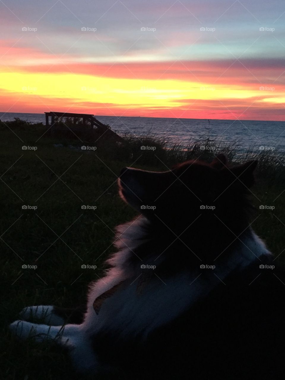 Sunset canine 