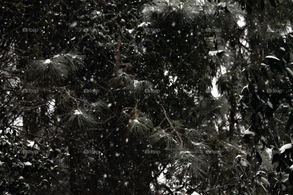 snow falling in the south