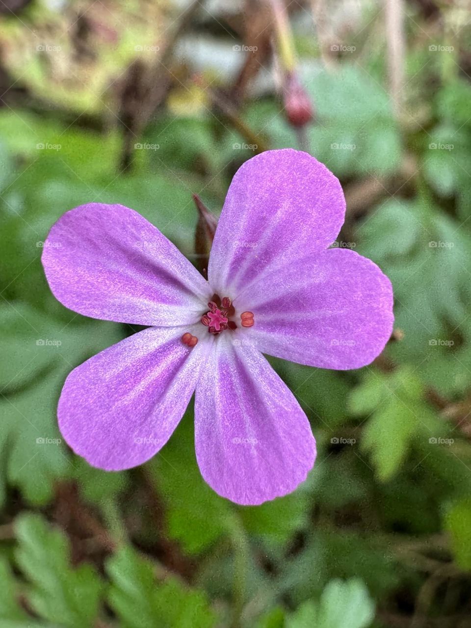 Violet flower 