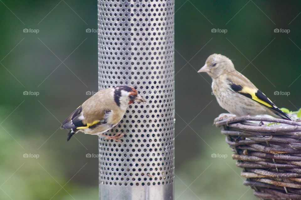A baby goldfinch and parent feeding.