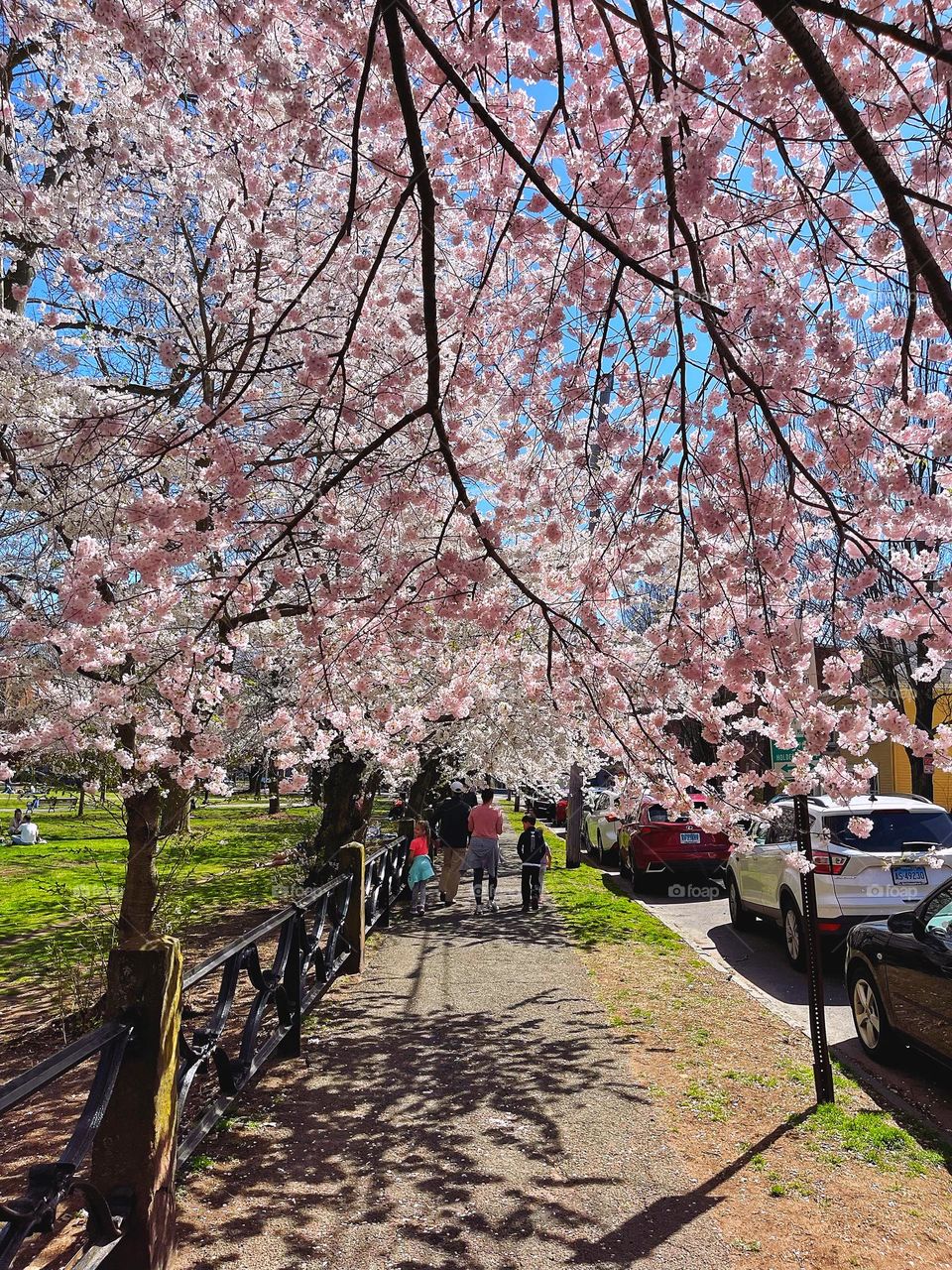 Cherry blossom lined city street 