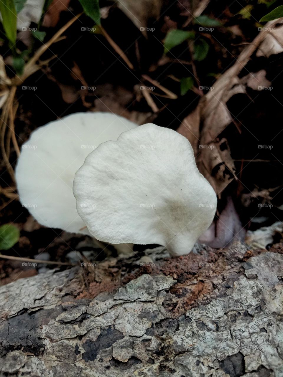 A Fungi Adventure - Agaricus bisporus (mushroom 🍄) in the Autumn 🍁