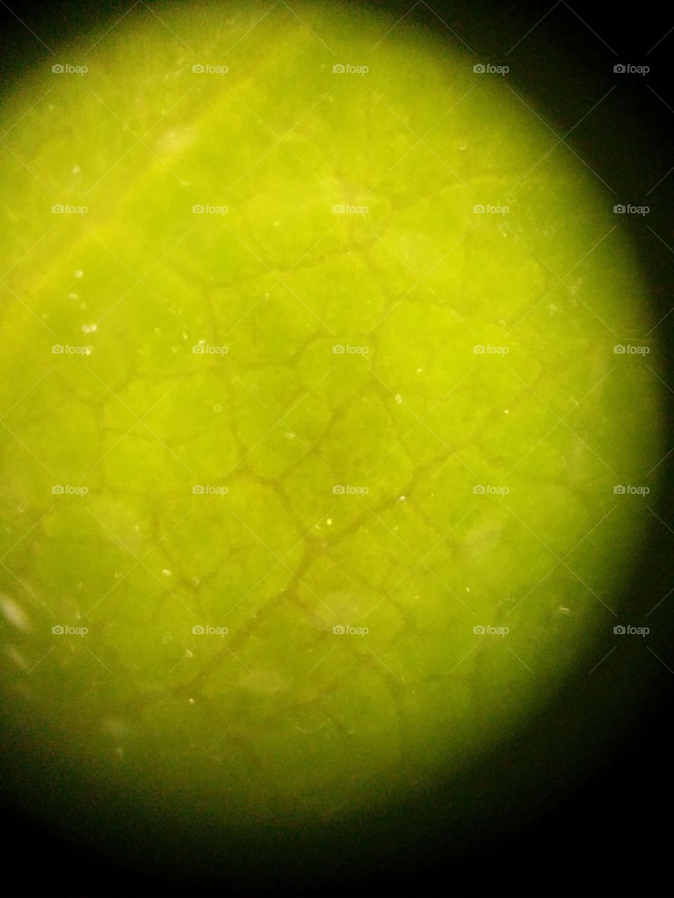 Leaf micro
