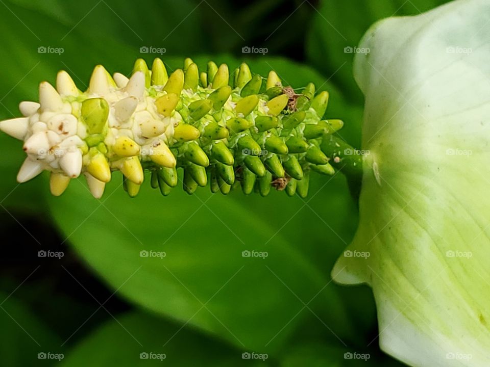 Tropical House plant