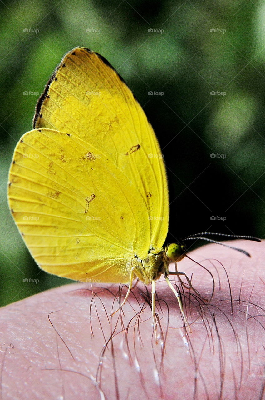 Long Grass Yellow Butterfly.