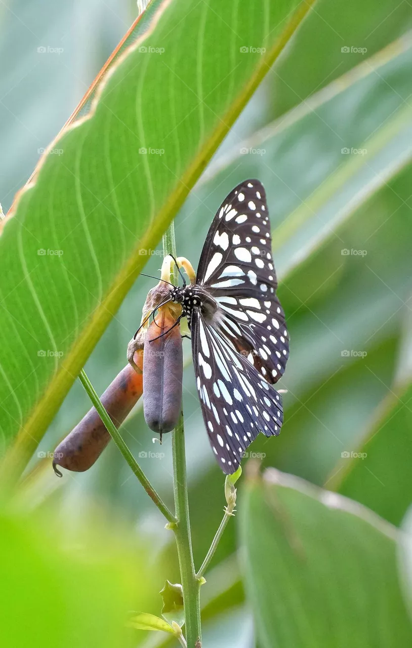 butterfly