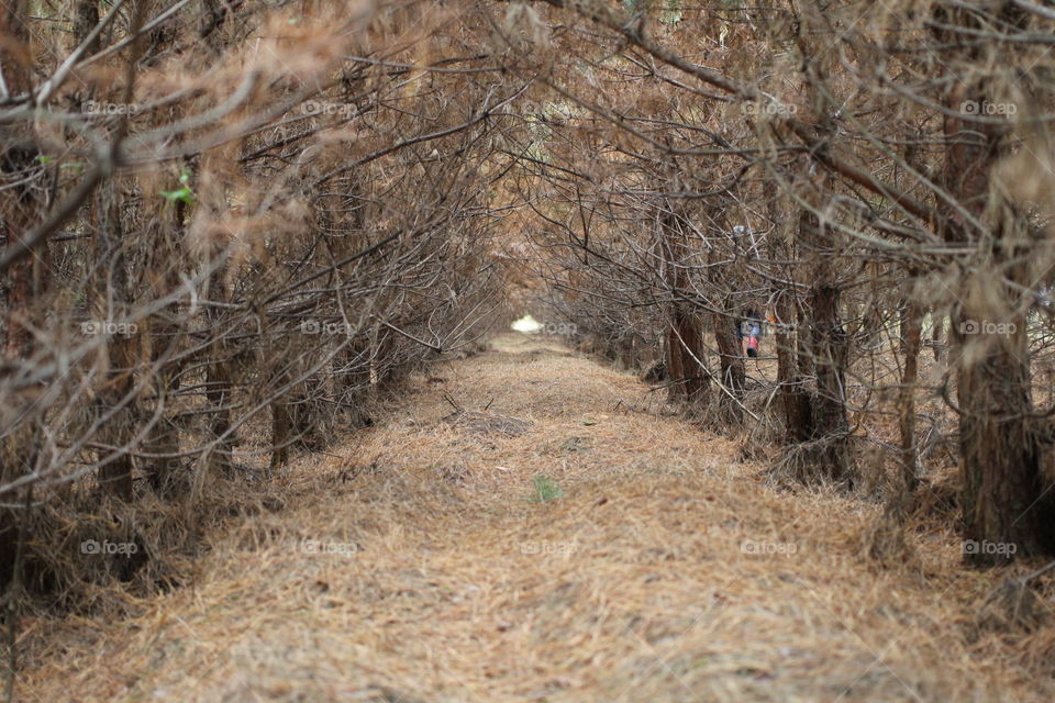 Forest, nature, mushrooms, trees, landscape