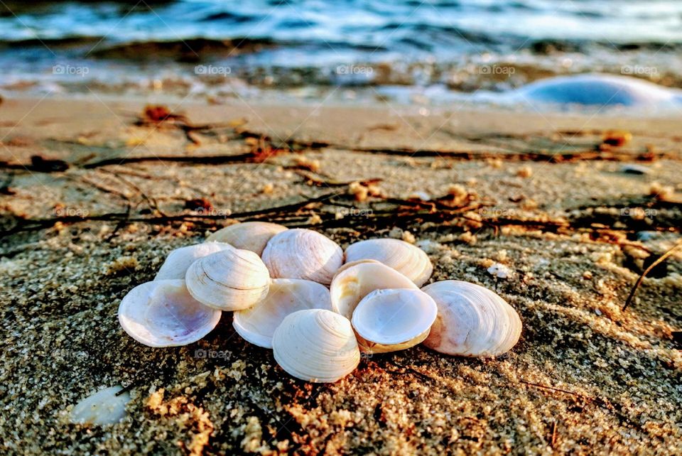 Seashells against beach