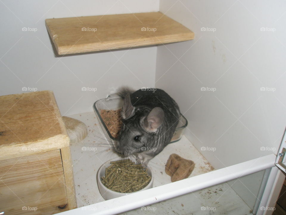 chinchilla