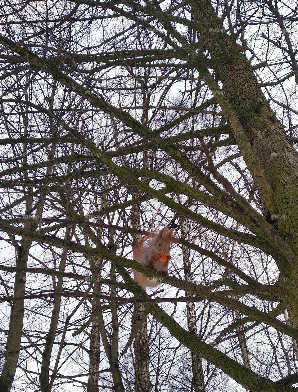 squirrel eating carrot winter time