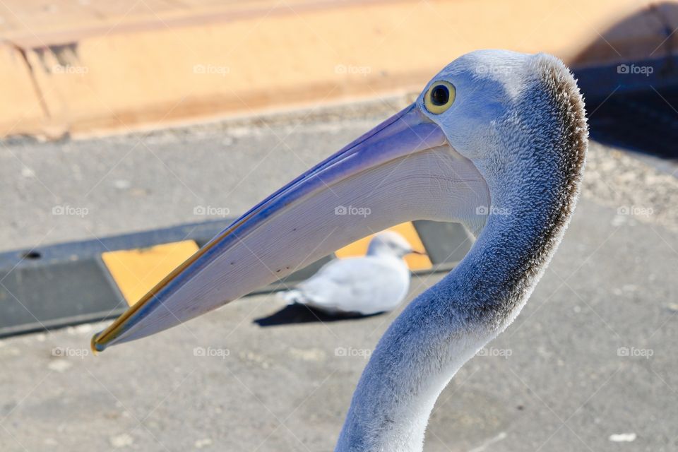 Profile head shot of large pelican by ocean with seagull in background 