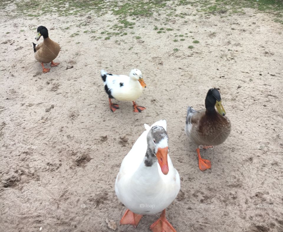 Ducks in Sand