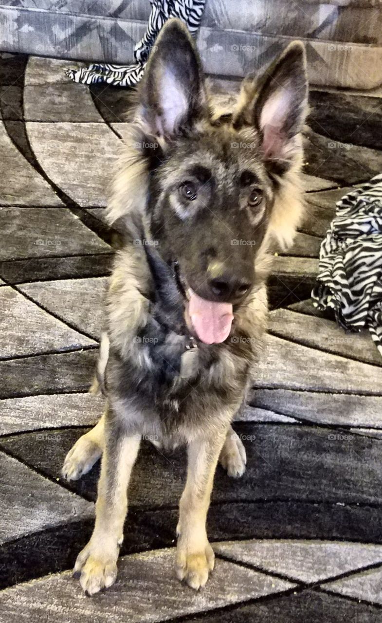 Samson when he was a puppy