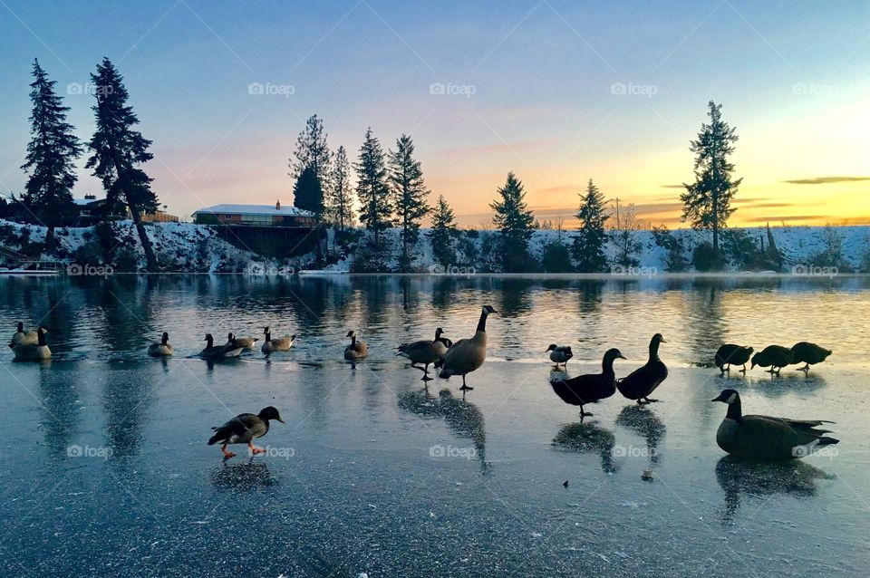 Flock of geese on spokane river in winter