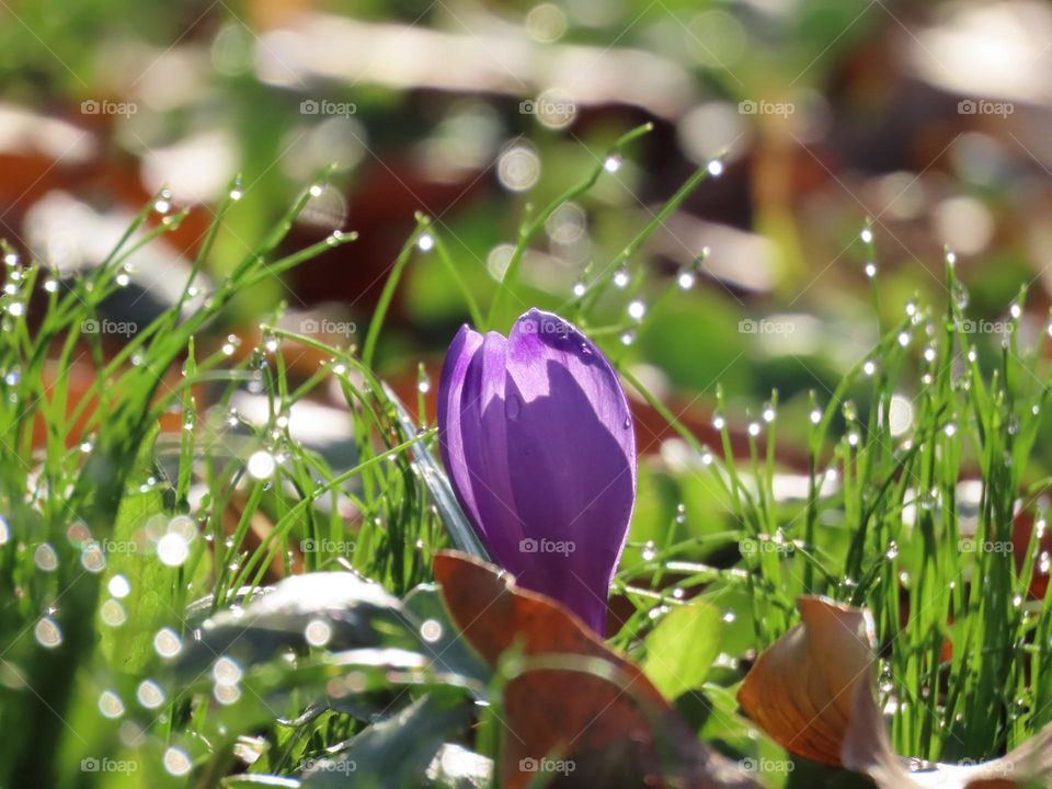 After the spring rain