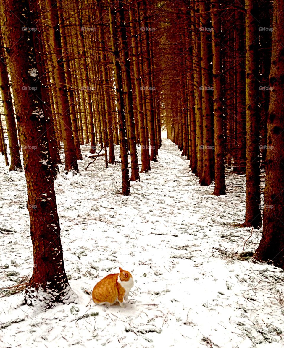 Woodland landscape 