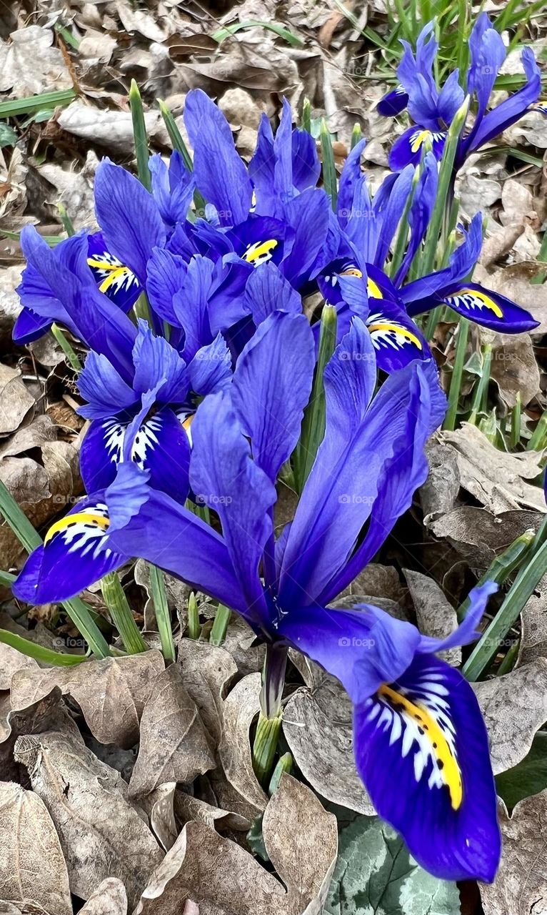 Violets in early spring in the PNW
