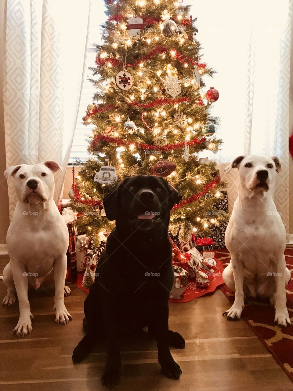Christmas with the puppy crew