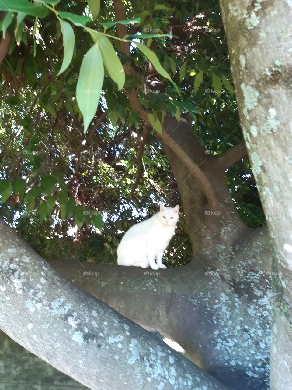 Gato esperto escolheu a melhor estratégia para observar a vizinhança .