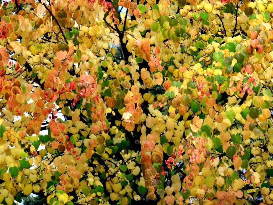 autumn foliage