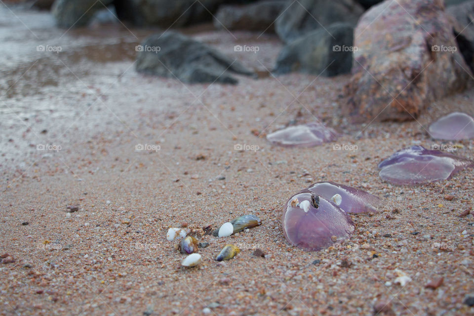 Sea shells gathered with dead jelly fish on Hurghada shore, Egypt.