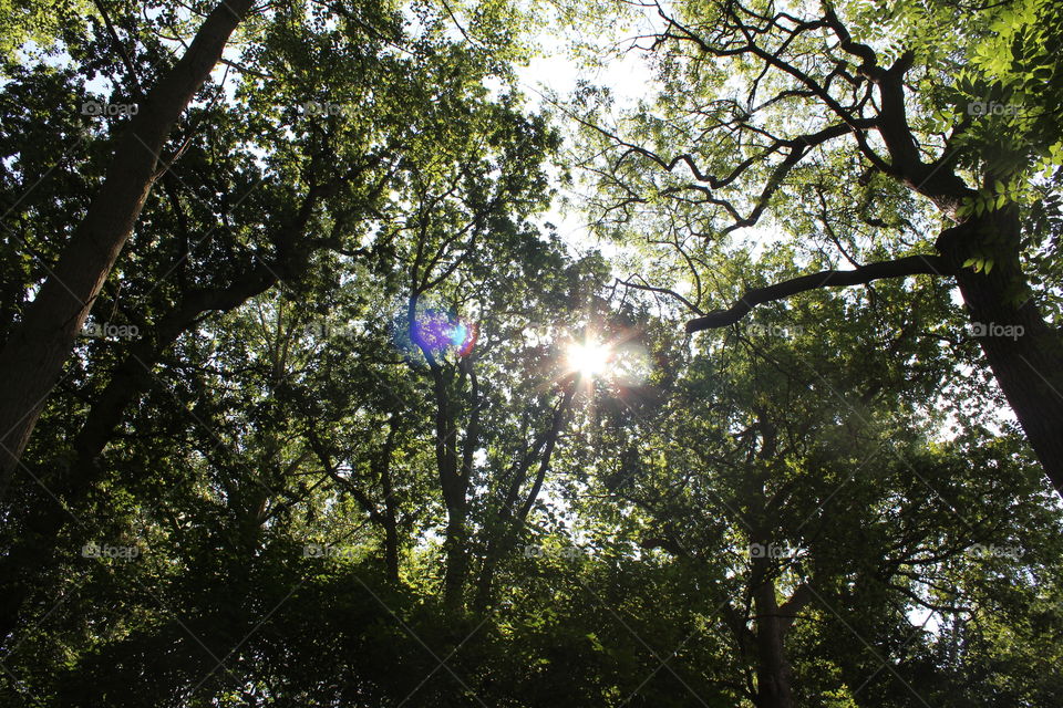Sun shining through treetops 