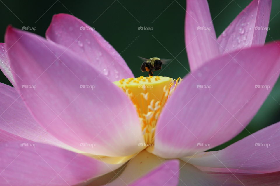 Bee hovering over pink petaled water lily
