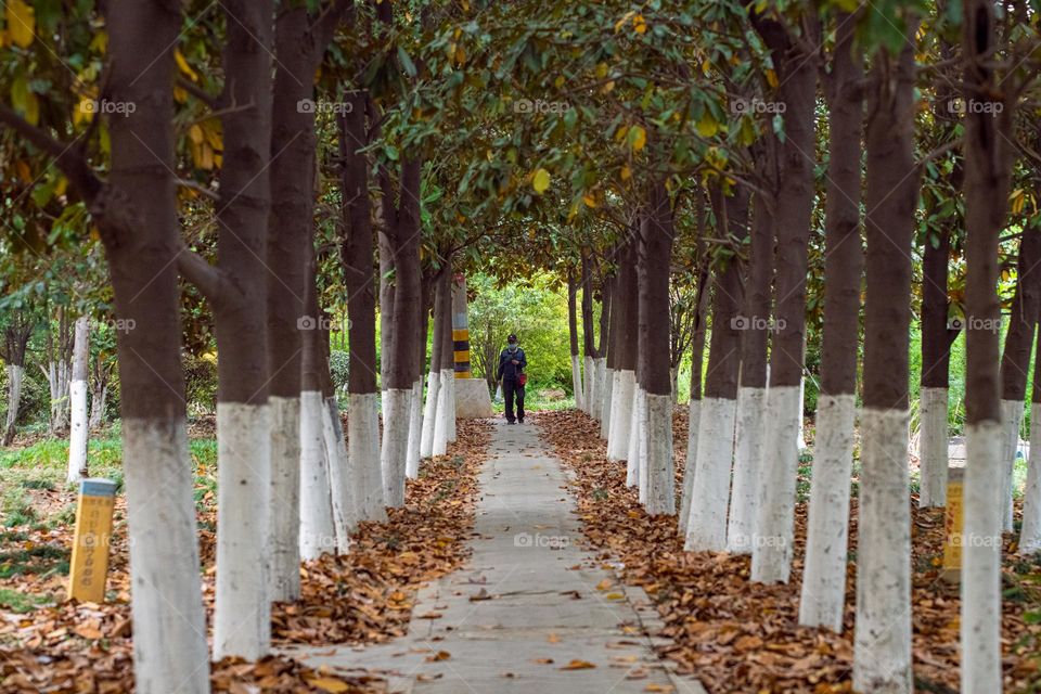 Trees presenting the discipline by a line or row.