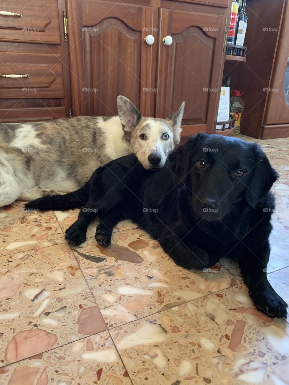 Two dogs laying down besides each other