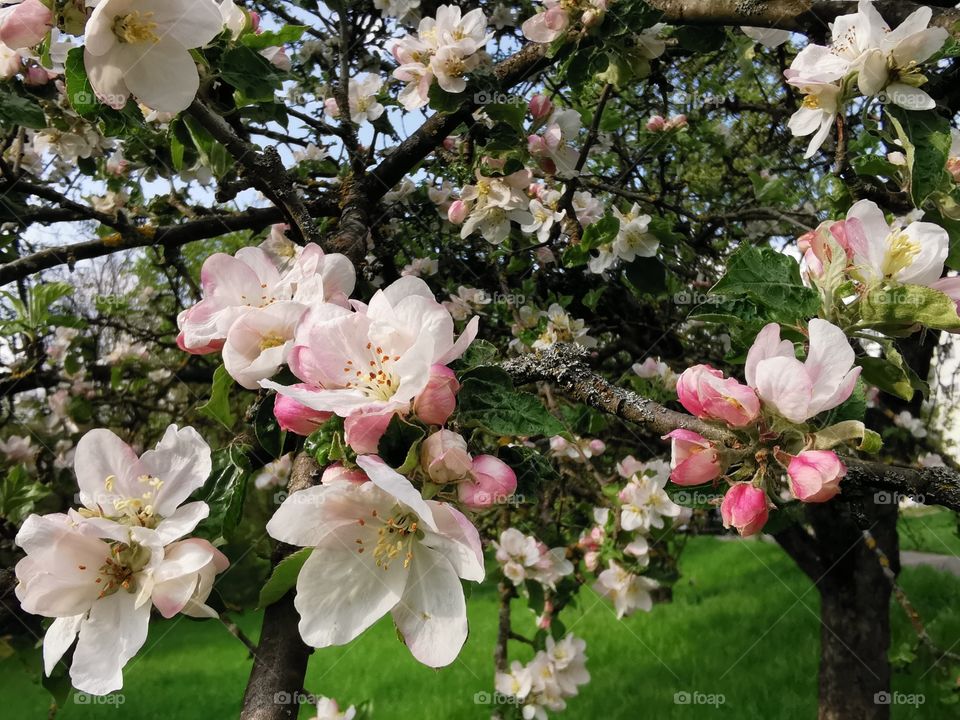 Apple tree blossom