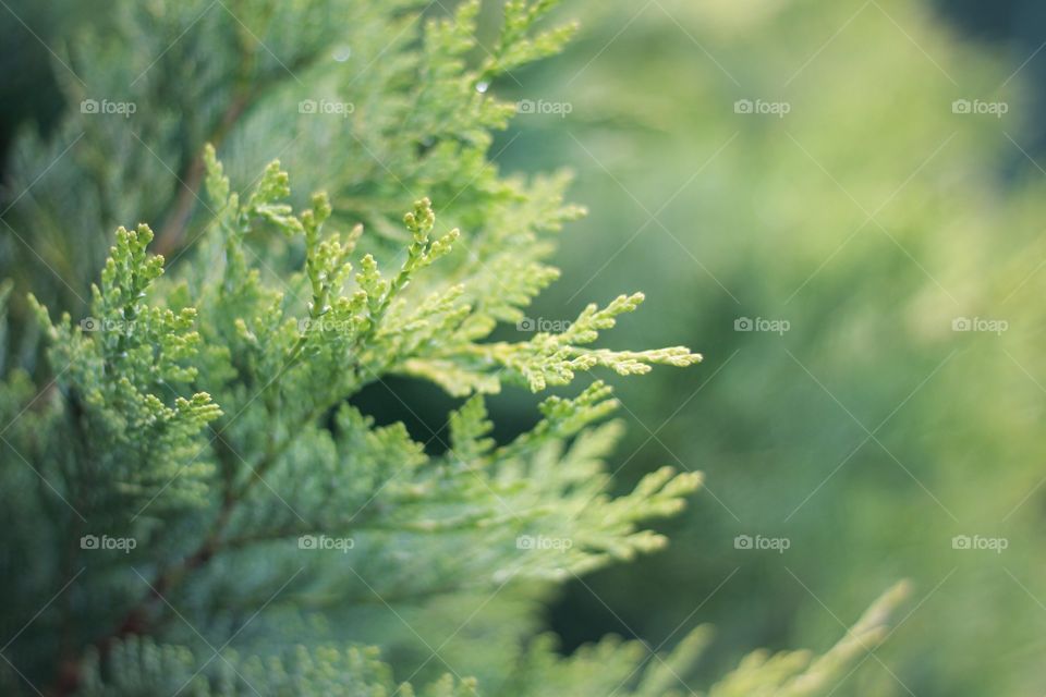 Close-up of a green plant