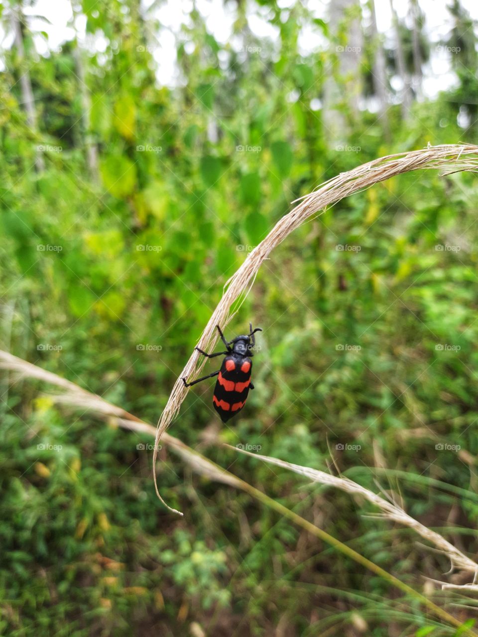 A beautiful red beetle hanging from a small weed.