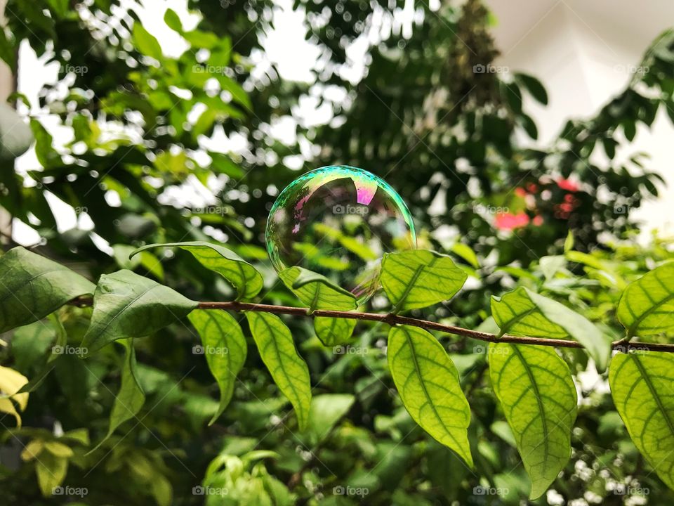 Close up beautiful bubble on the tree with blur background