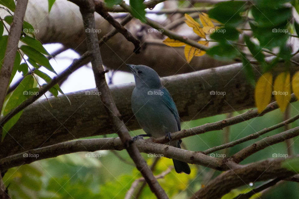 The genus Thraupis includes medium-sized traupid birds, comprising nine species of birds commonly known as sanguis or tanagers, which occur almost exclusively in Latin America and Central America.