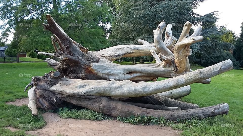 Cut down tree display