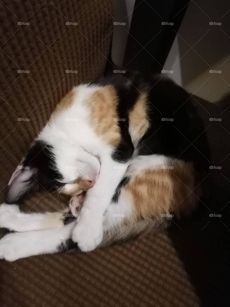 My cat's funny sleeping position