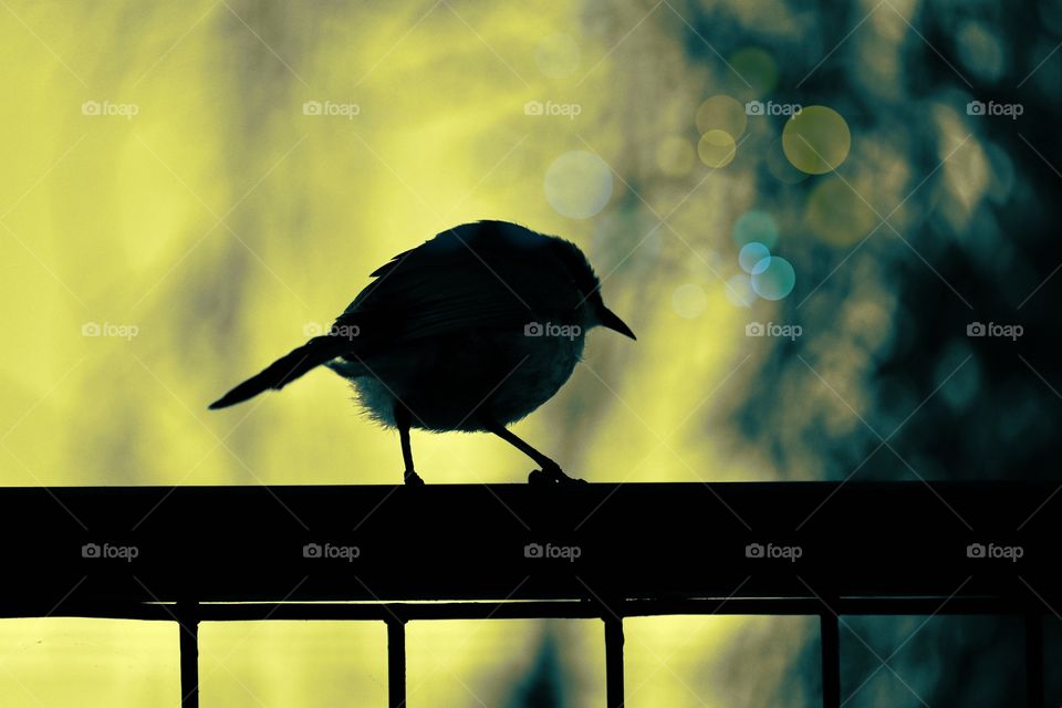 New Holland Honeyeater bird silhouette on fence closeup with copy space Bokeh yellow background