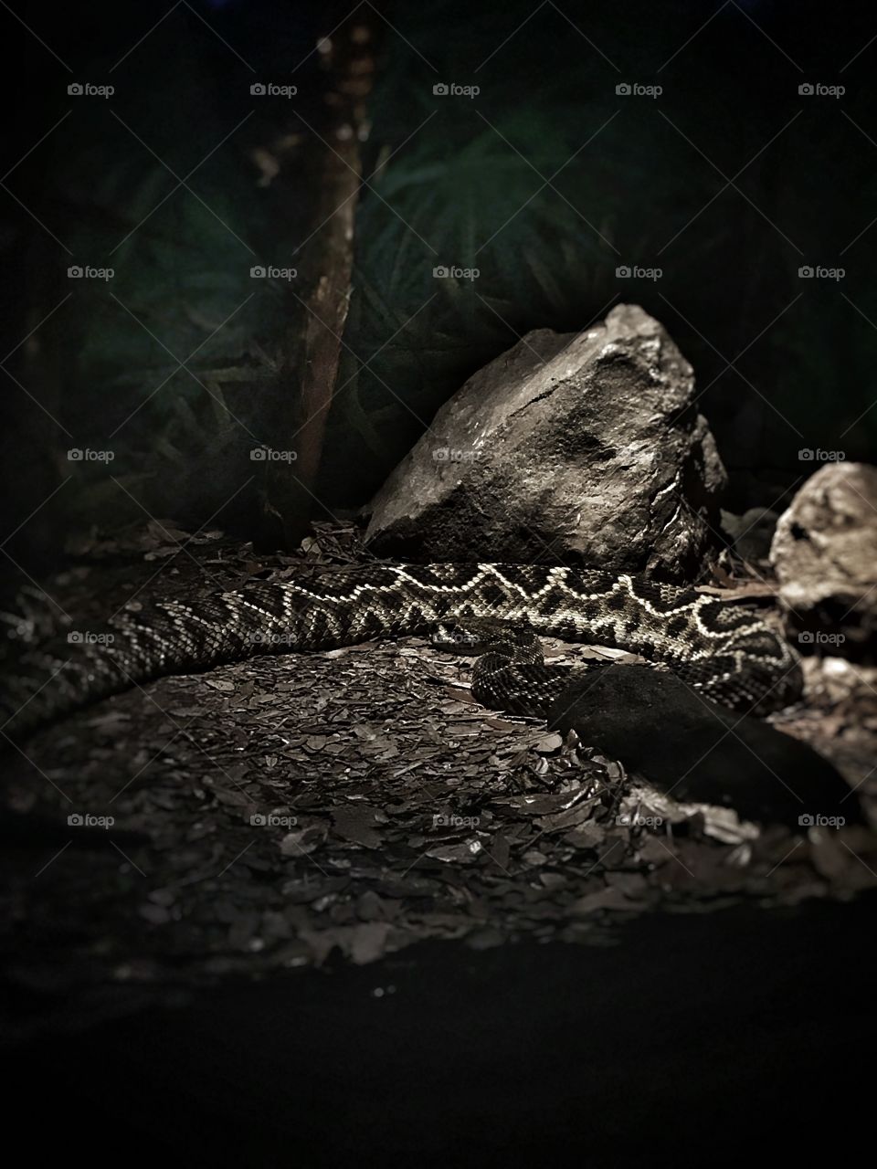 Dangerous serpent in the dark