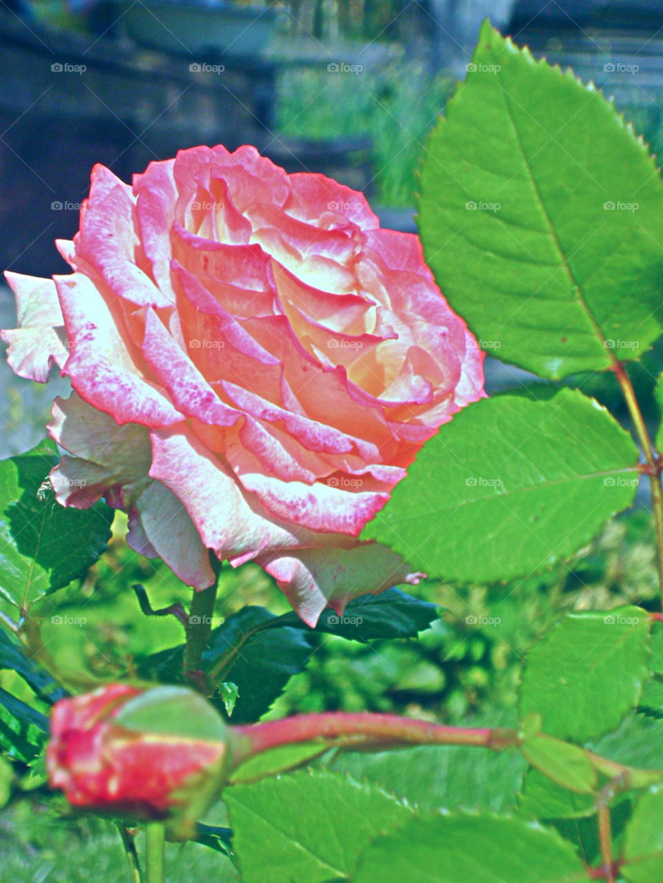 pink flower rose by levyatan