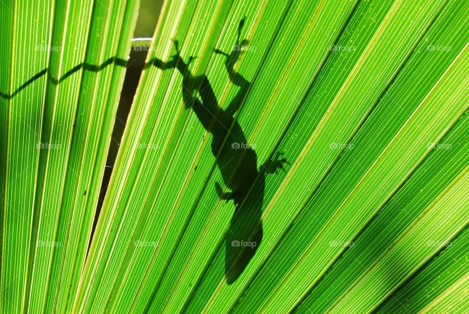 Green Anole on Saw palmetto